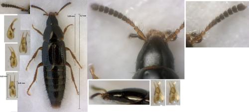Mycetoporus bosnicus